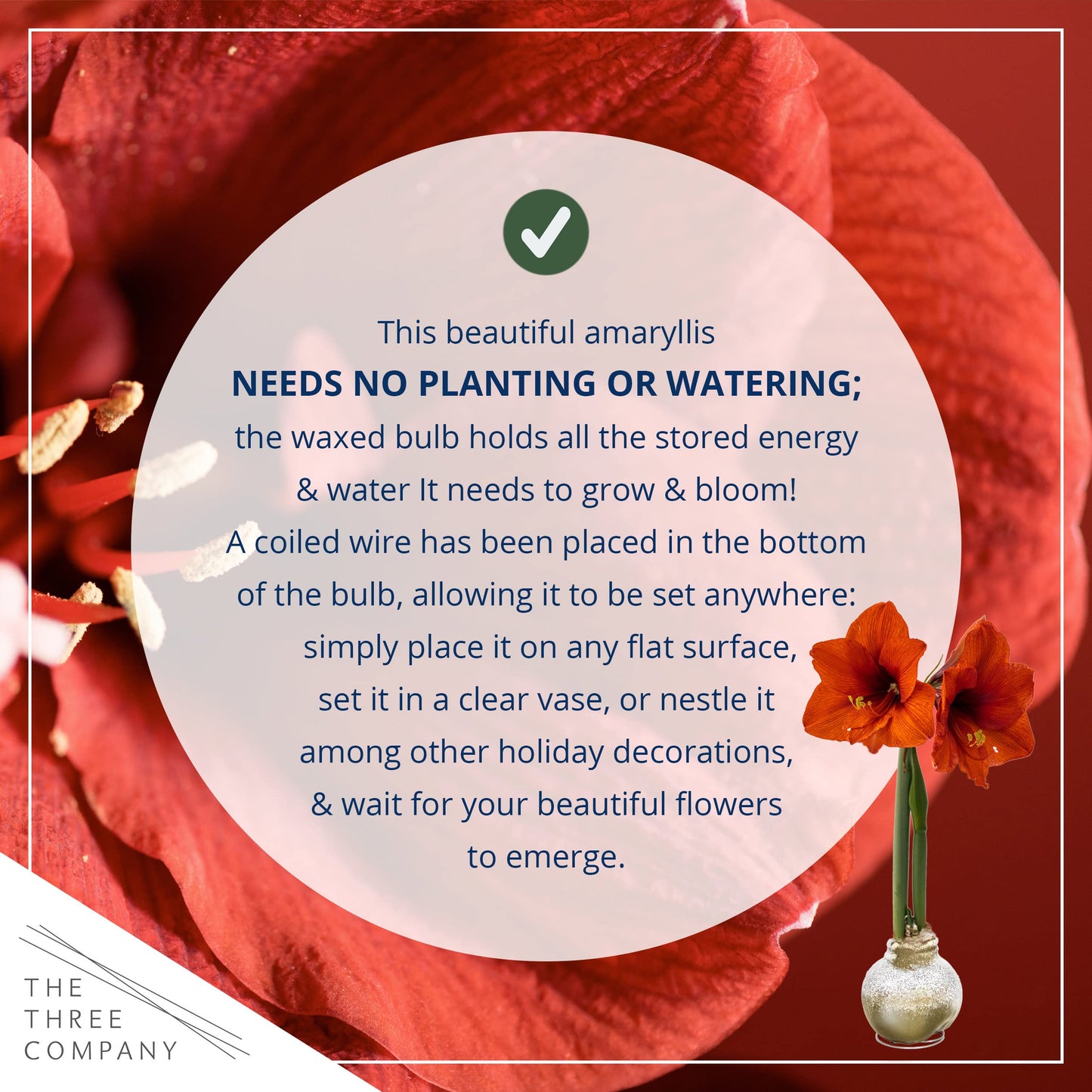 Snow Flecked Waxed Amaryllis Bulb 2-Pack – Gold Wax with Red Blooms – Live Holiday Gift Plant, Easy Care, No Watering Needed