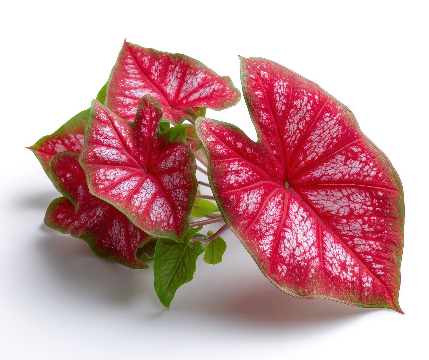 Royal Flush Caladium Bulbs for Planting - Beautiful Spotted Leafs Stand Out - Perennial Hosta, Elephant Ears, Fancy (10 Bulbs)