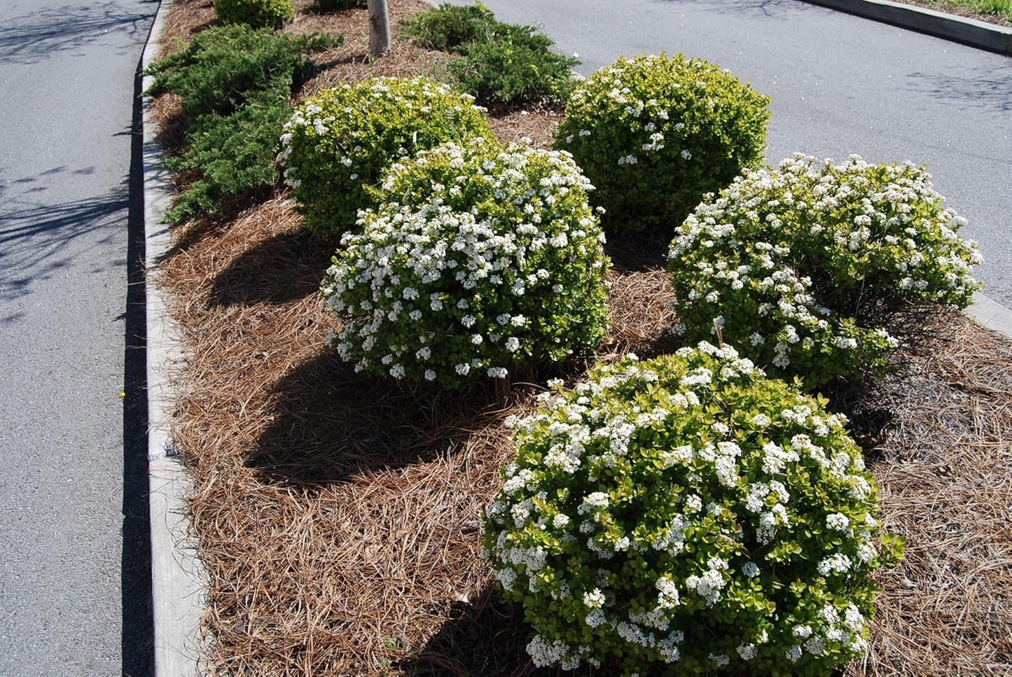 Viburnum Densa | 3 Live Quart Size Plants | Viburnum Obovatum 'Densa' | Compact Evergreen Shrub | Low-Maintenance Privacy Plants for Landscaping