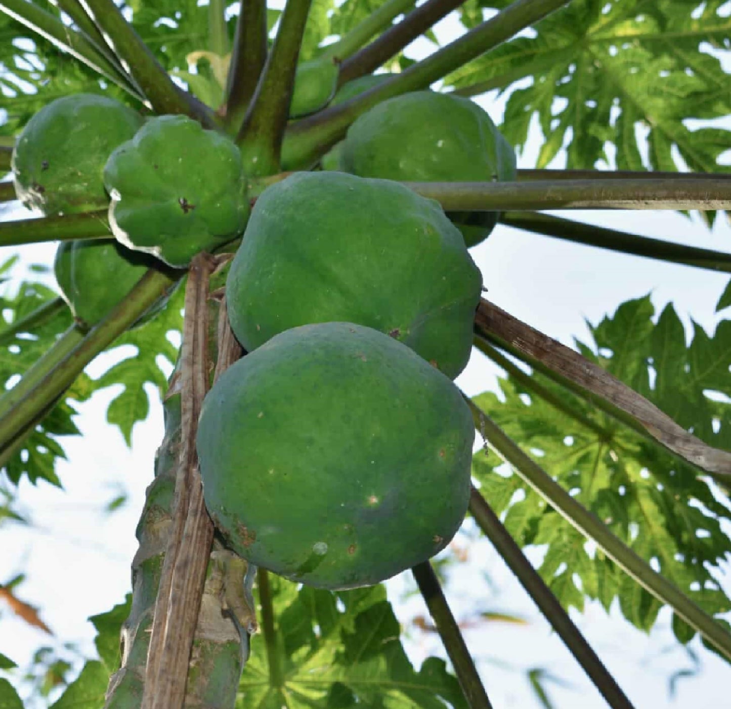 HAWAIIAN PAPAYA FRUIT SEEDS ~ GROW HAWAII