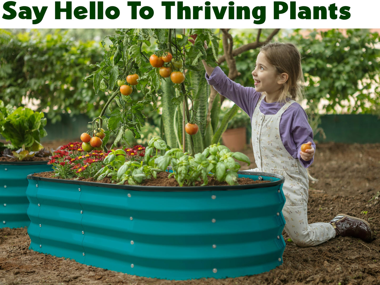 Plant & Plot Galvanized Raised Garden Beds Outdoor // 4×2×1 ft Planter Raised Beds for Gardening, Vegetables, Flowers // Large Metal Garden Box (Turquoise)