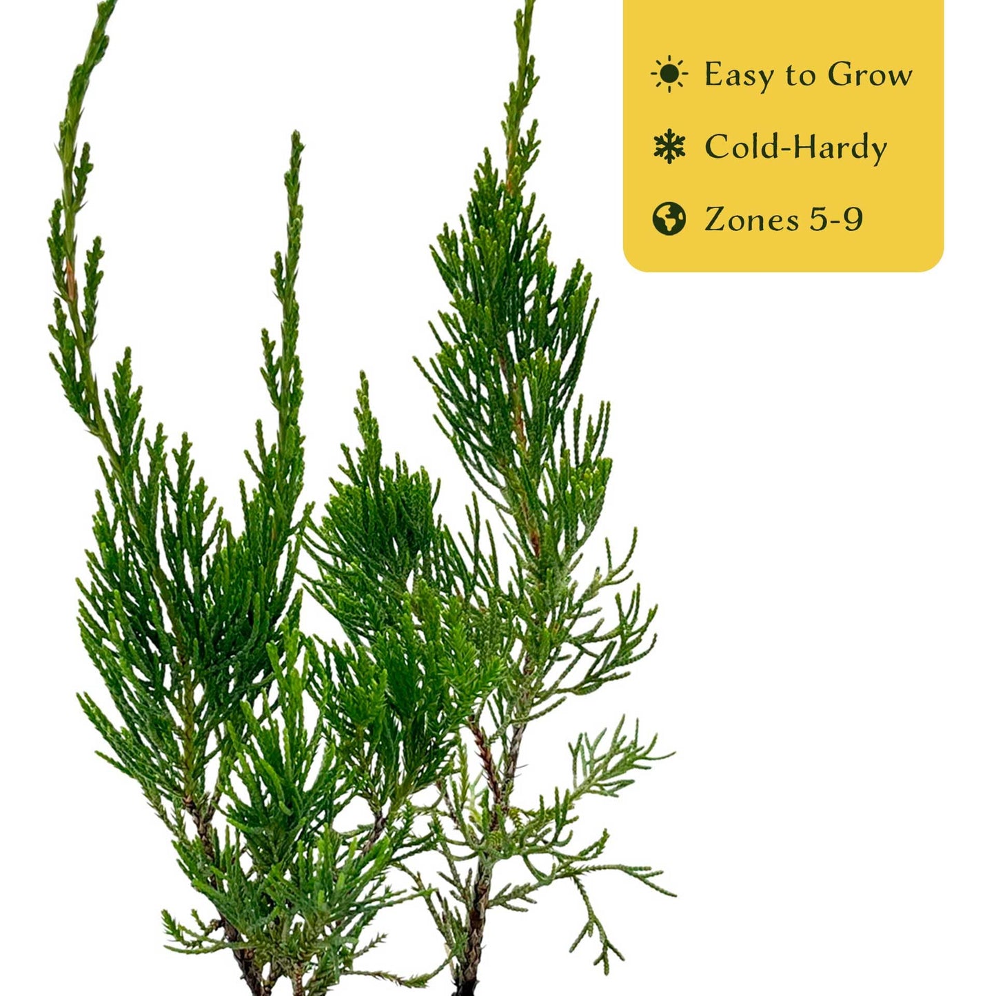 4 Hollywood Juniper – Sculptural Twisted Evergreen Conifer Shrub for Hedges, Borders & Container Planting (Juniperus chinensis ‘Torulosa’) in 3.5″ Cubes, Live Plants