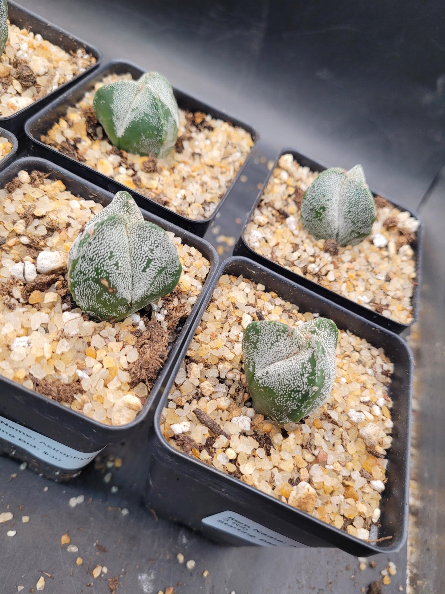 Astrophytum Myriostigma 3 Rib Cactus, Live Indoor Plant, Drought Tolerant