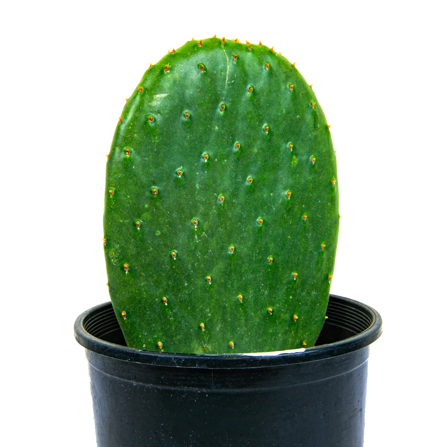 Cactus Outlet - Nopal Prickly Pear Cactus Plants Live - Live Cactus Plants - Nopal Cactus Plant Live - Prickly Pear Plant Live - Landscape Ready Cactus Plants Live Delivered Right to Your Door