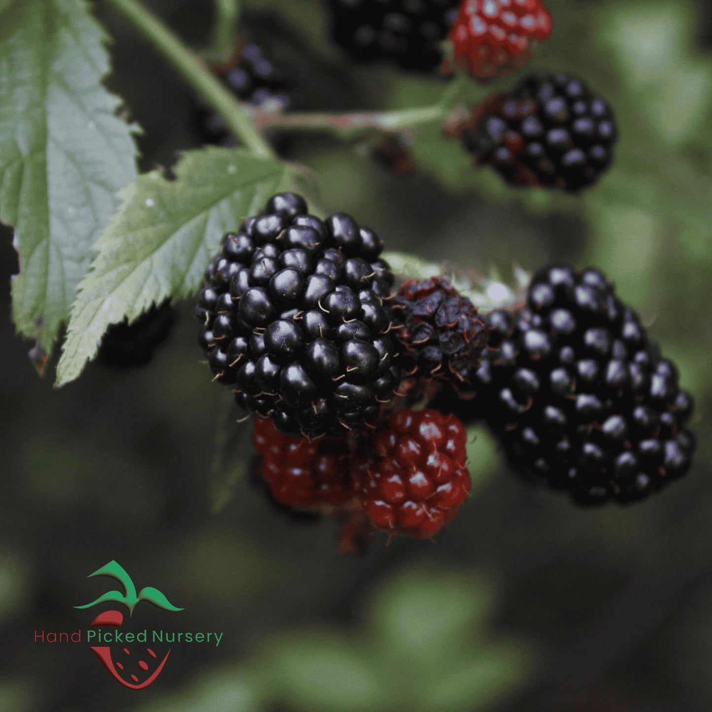 BlackBerry Plants, 'Prime Ark Freedom' Blackberries - Thornless Primocane (First Year Berries) Variety - BlackBerry Plants from Hand Picked Nursery (3)