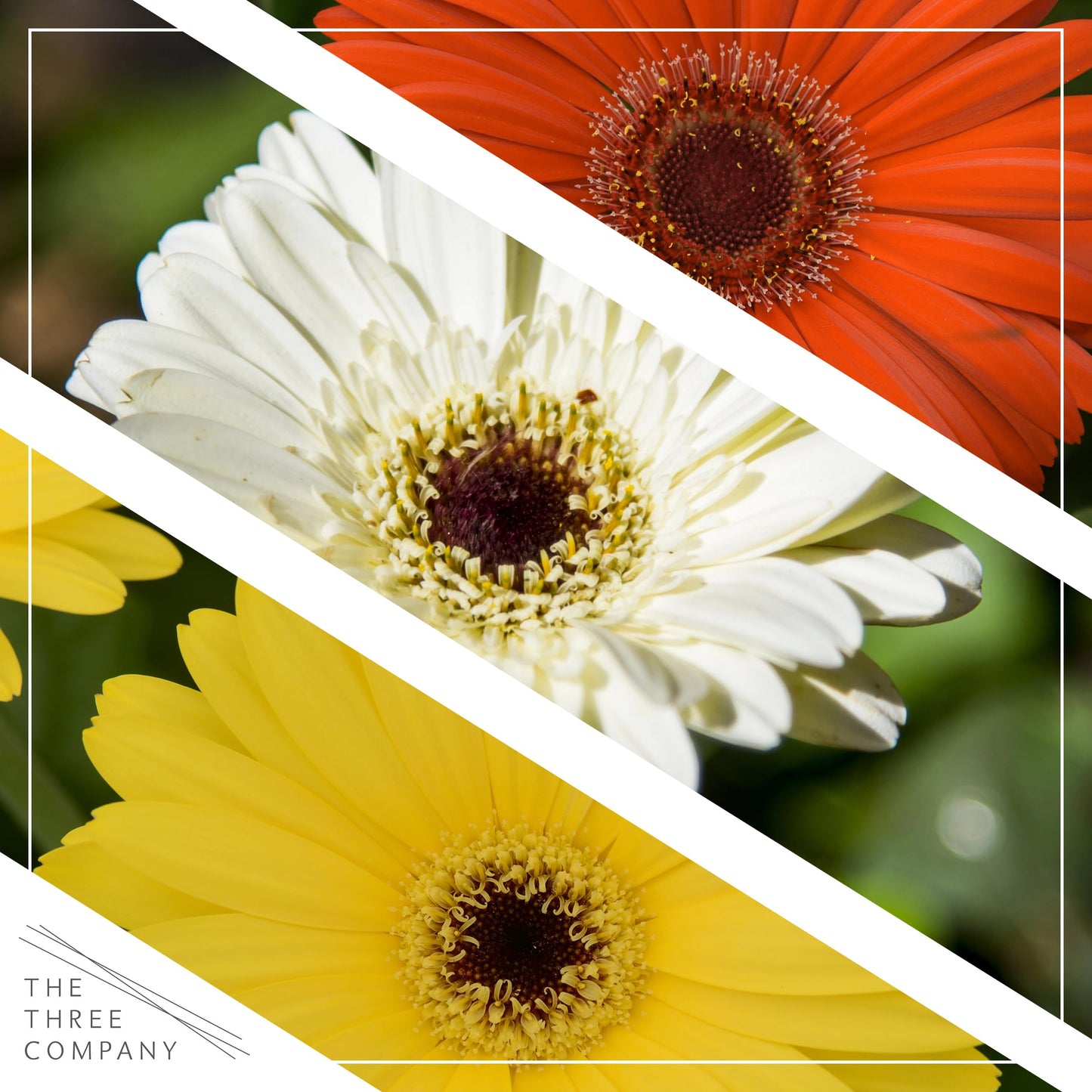 Live Flowering Gerbera Daisies - Grower's Choice Assorted Colors (3 Plants Per Pack) - Beautiful Spring Flowers - 12" Tall by 5" Wide in 1 Qt Pot