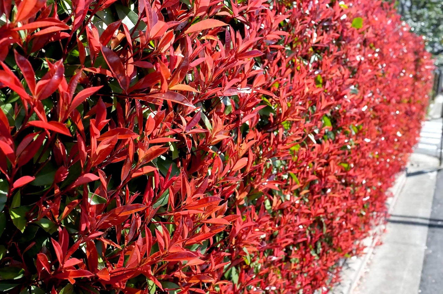Photinia Red Tip - 3 Live Plants - Photinia x Fraseri - Evergreen Landscape Shrub