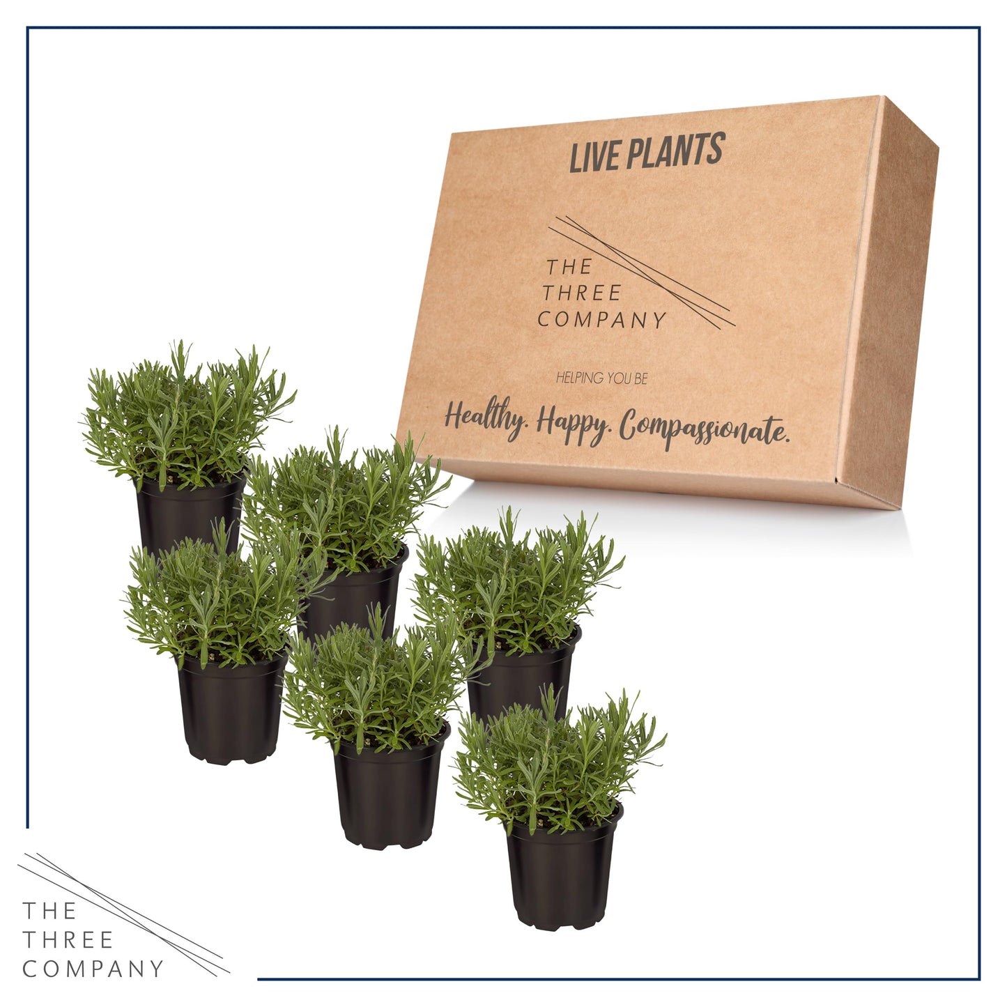 Live Aromatic and Edible Herb - Lavender (6 Per Pack), Natural Sleep Enhancer, 6" Tall by 4" Wide in 1 Pint Pot