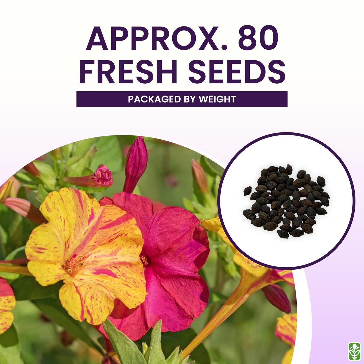 80 Broken Colors Four O'Clock Seeds - Tender Perennial That Reseeds Easily