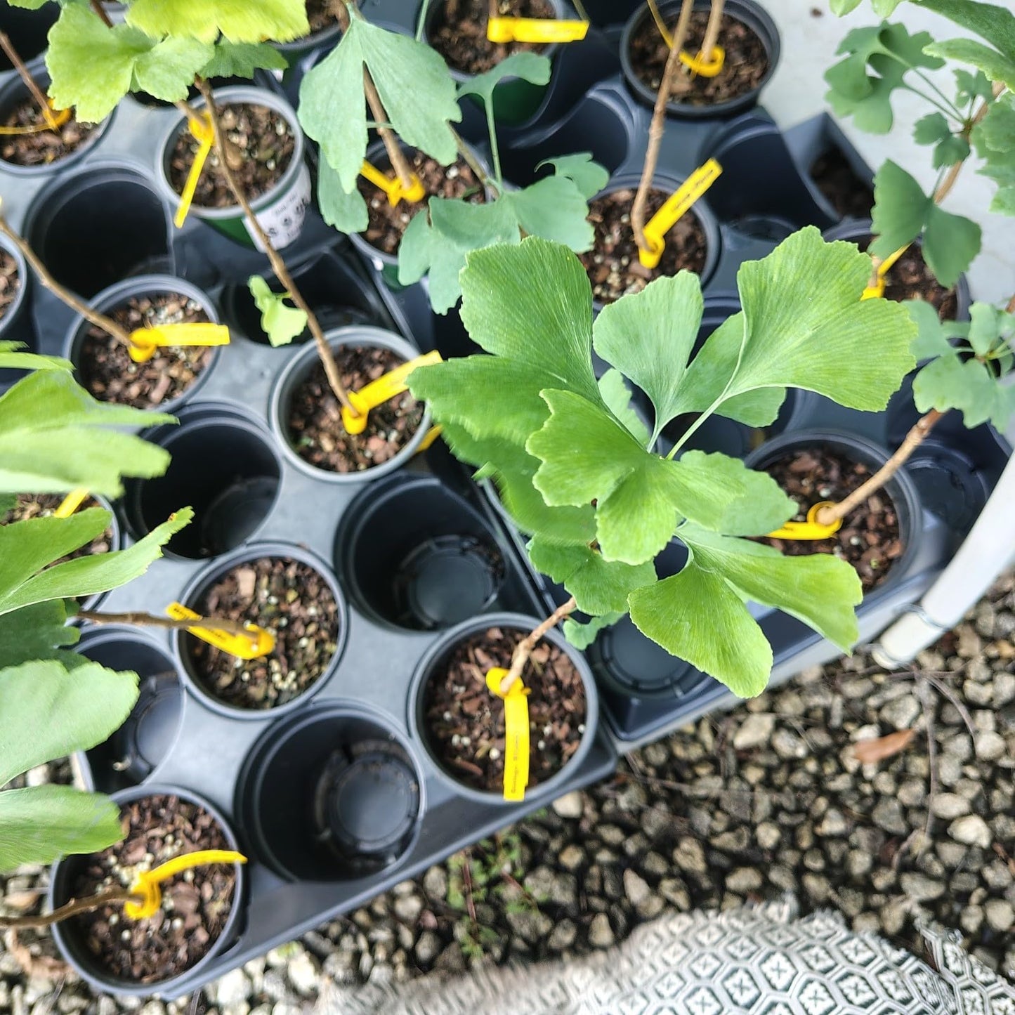 Live Plant - Ginkgo Biloba Tree (Maidenhair) - Live Plant - (1 Qt)
