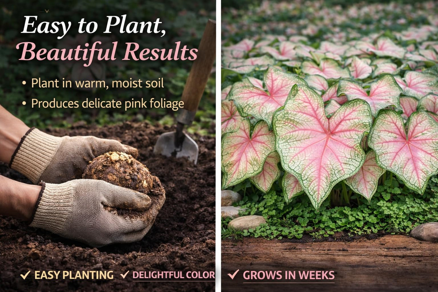 3 Caladium ‘Summer Pink’ Bulbs – Soft Pink Foliage with Green Accents – Ideal for Partial Shade Gardens by Greenhouse PCA
