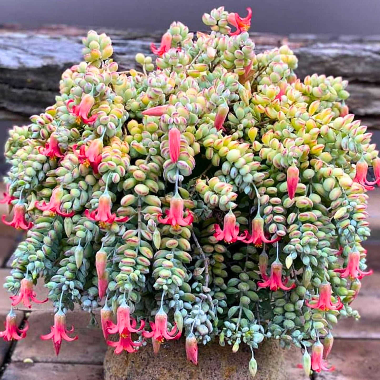 1 Cotyledon Pendens Succulent Plant Live, Trailing Succulent Live Houseplant in 2 Inch Pot, Ornamental Cotyledon Pendens