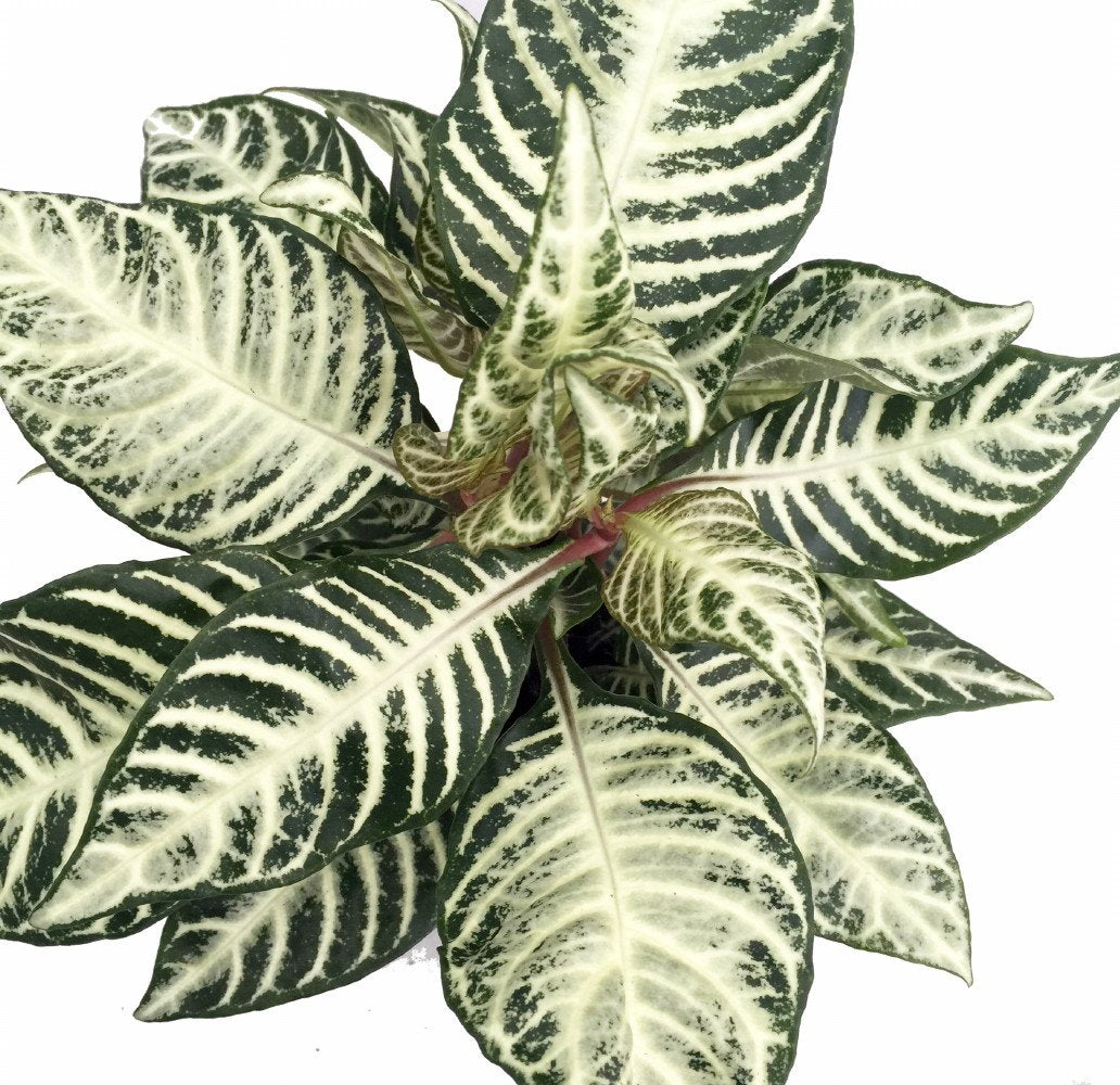 Snow White Zebra Plant - Aphelandra - 4" Pot - Exotic & Unusual Houseplant