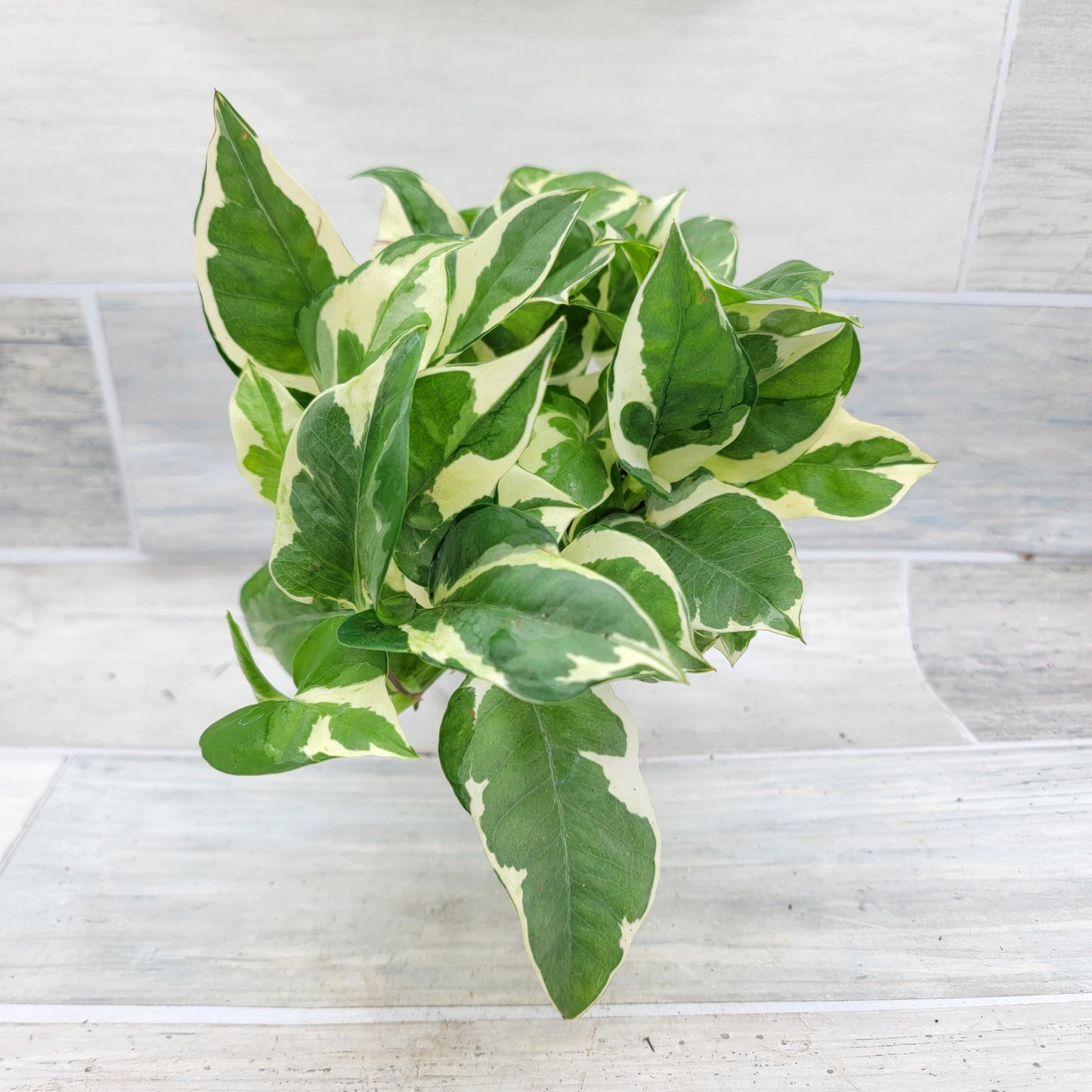 Pothos NJoy Live Houseplant 4 Inch Pot Established Variegated Epipremnum Aureum Easy Care Indoor Plant White Green Foliage Vining Devil's Ivy