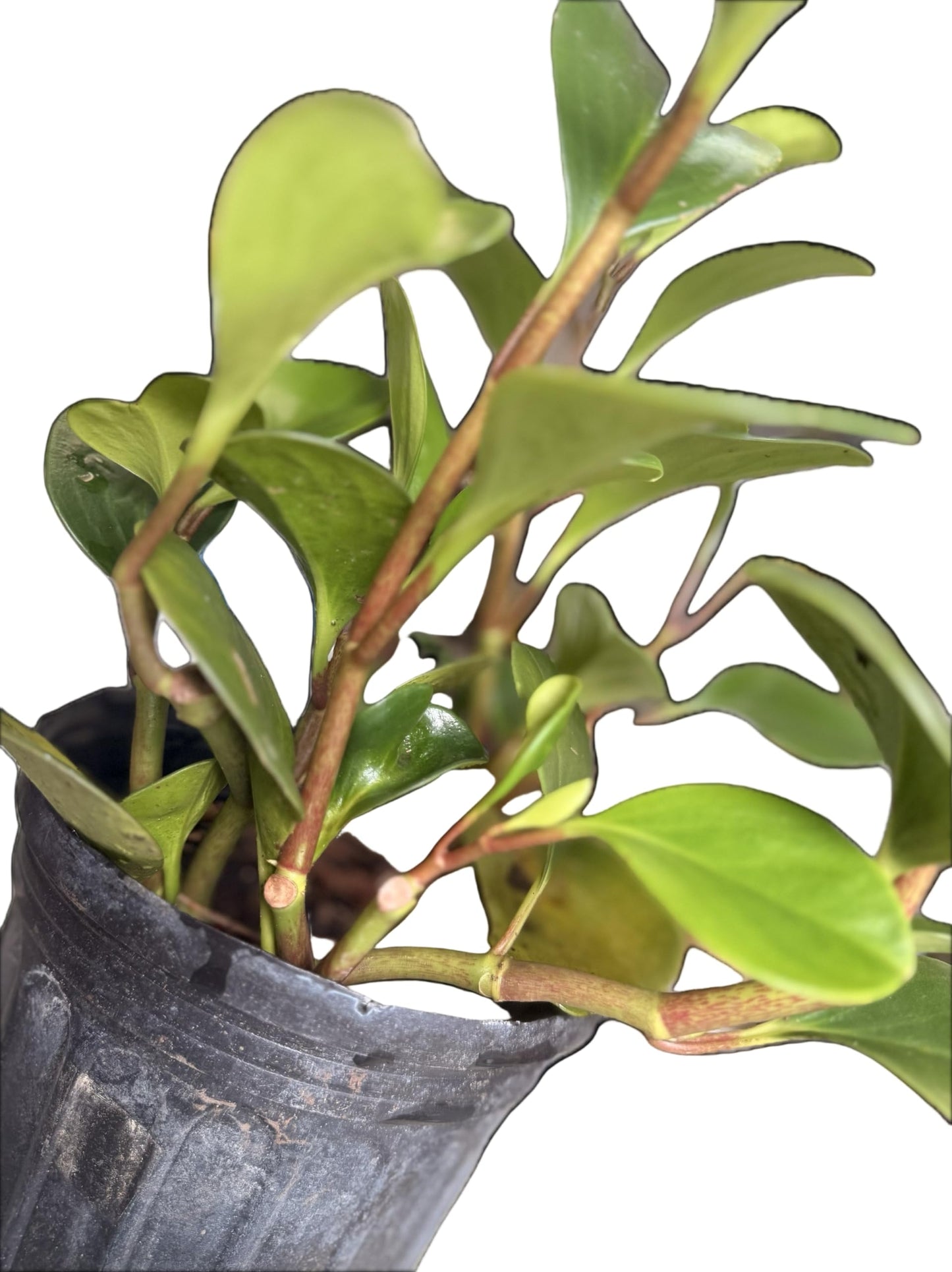 Plant of Money. Peperomia obtusifolia, Live Indoor Plant, 4 inch Pot.