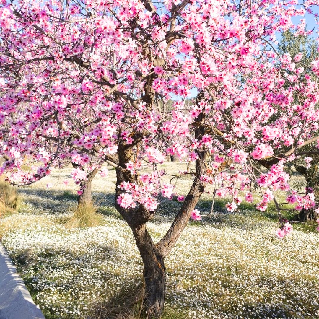 Pink Flowering Almond Trees Live Plants Shrubs Dormant in Pot, Spring Planting, 8 Months Old Flowering Plum Bushes, Ornamental and Fragrant Pink Blossoms