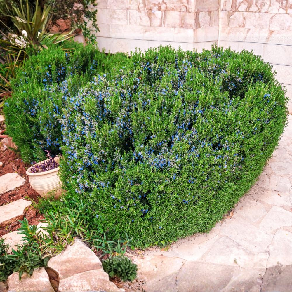 Set 3 Blue Rosemary Plants Live, Rosemary Live Plant, Edible and Fragrant Herbs, Rosemary Seedling for Indoor Outdoor Planting, 4-6 Inches Starter Plant