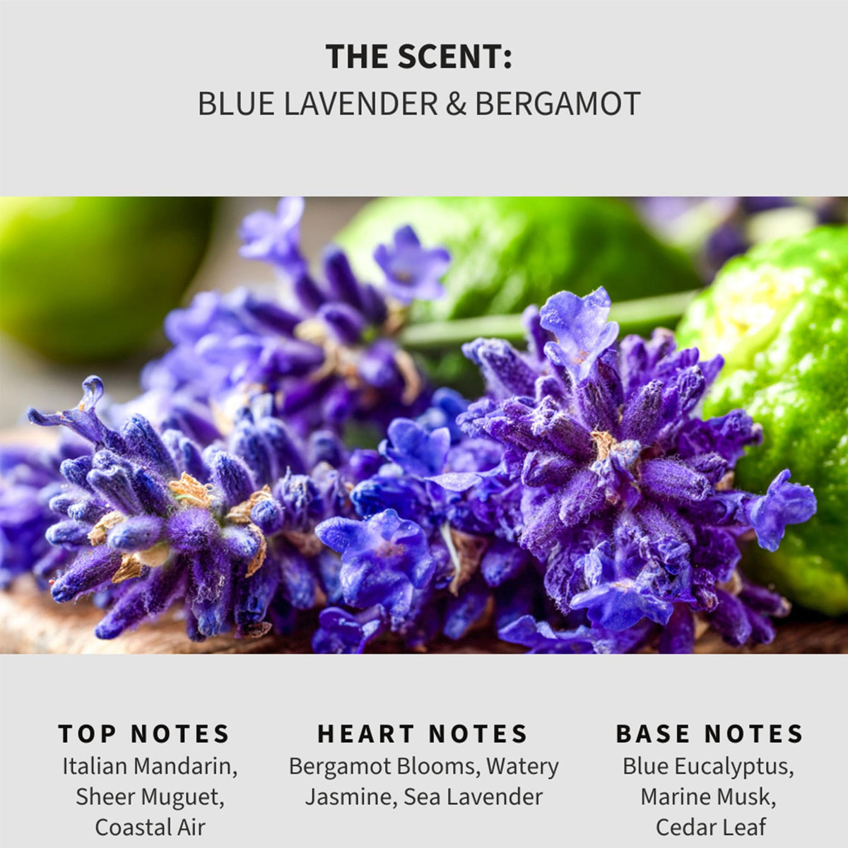 Blue Lavender & Bergamot Carpet Deodorizer Powder (36 Ounce)
