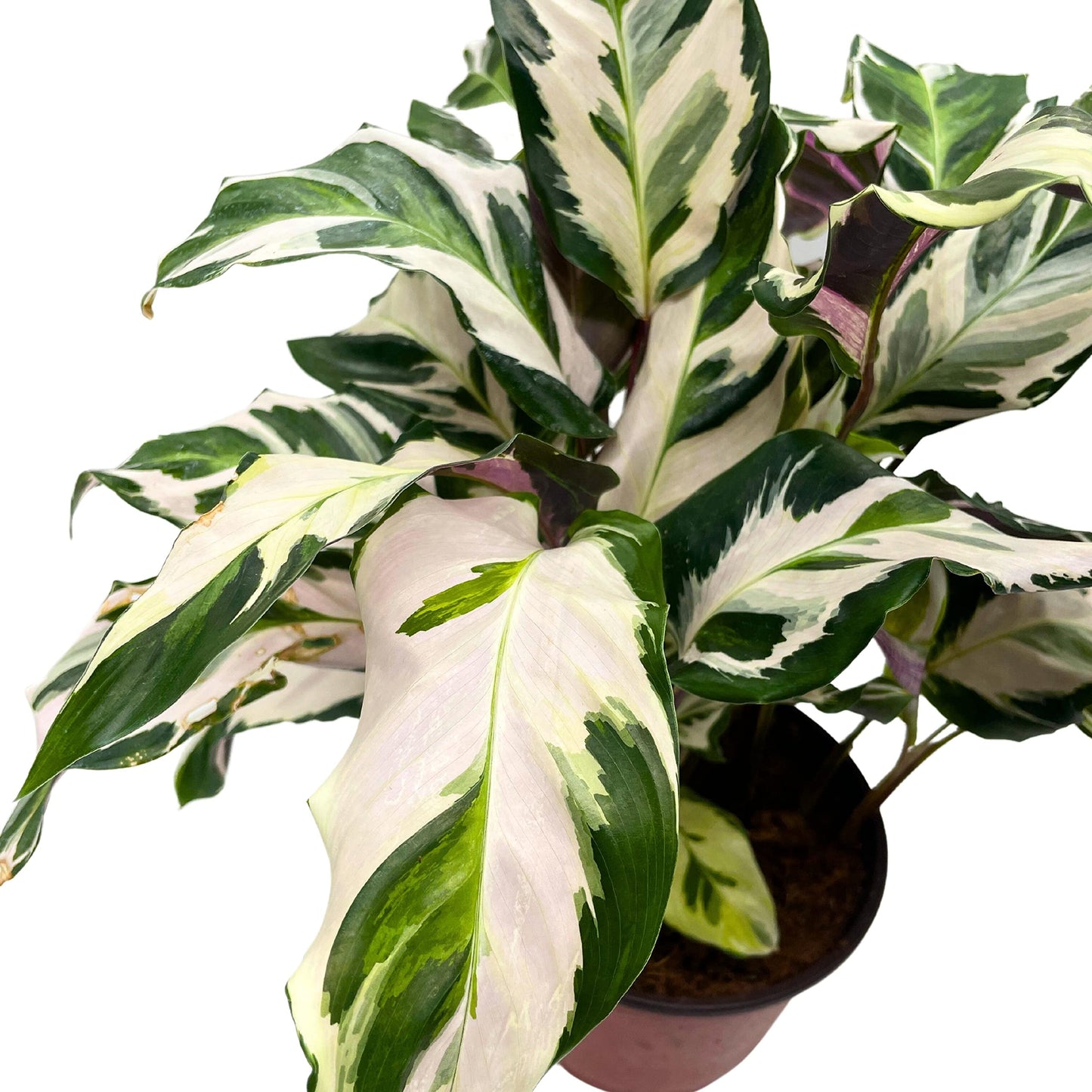 BubbleBlooms Calathea Stella in a 6 inch Pot Beautiful White Variegated House Plant Lietzei Fusion White