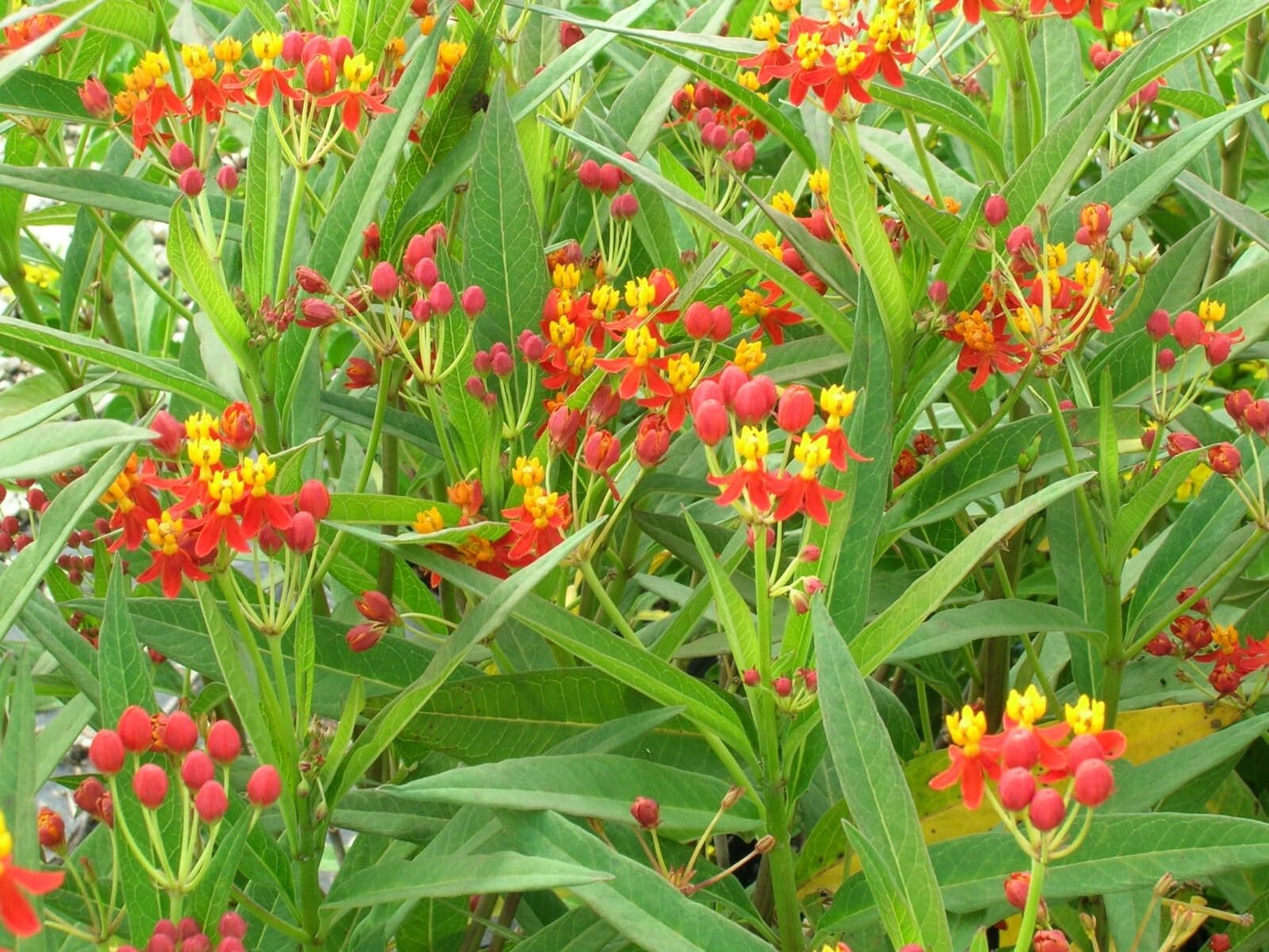 Live Plant - Red Milkweed Asclepias Curassavica Small Starter Plant Butterfly Host Plant!