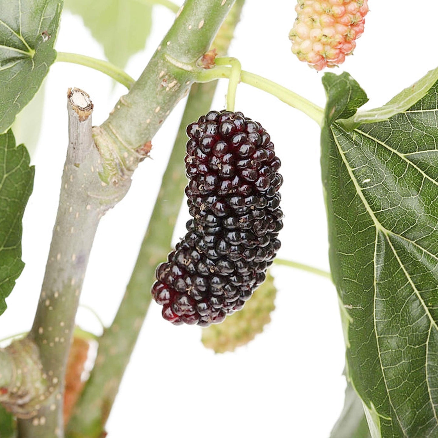 Dwarf Everbearing Mulberry Plant - Morus nigra - Sweet Fruit - 4" Pot