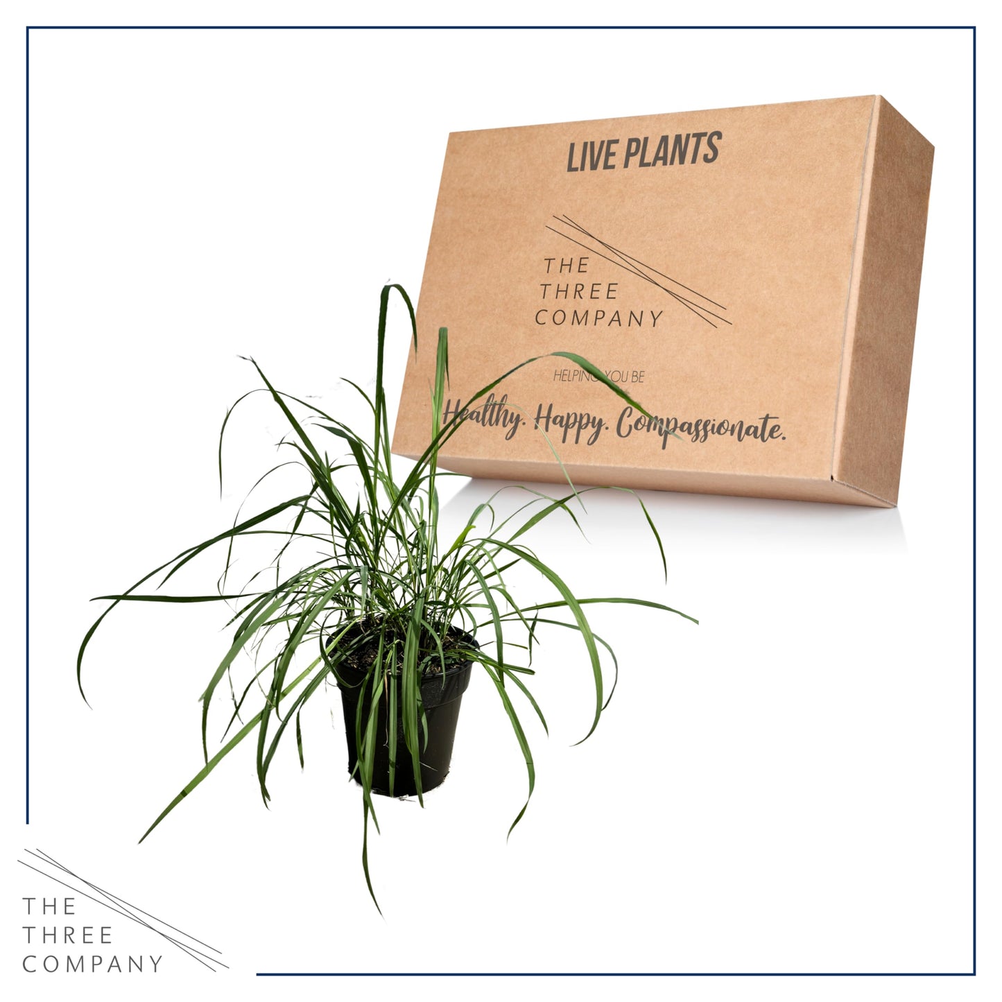 Live Healthy Lemongrass (2 Plants Per Pack) - Wards Off Pests - Natural Mosquito Repellant - Healthy and Fragrant - 10" Tall by 5" Wide in 1.5 Quart Pot
