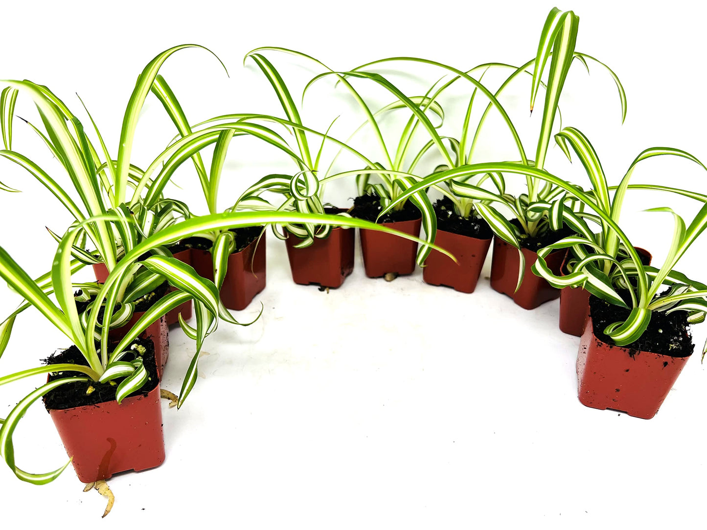 JM BAMBOO Ocean Spider Collection -3Plants 2inch Starter pots- Easy to Grow- Easy to Cultivate