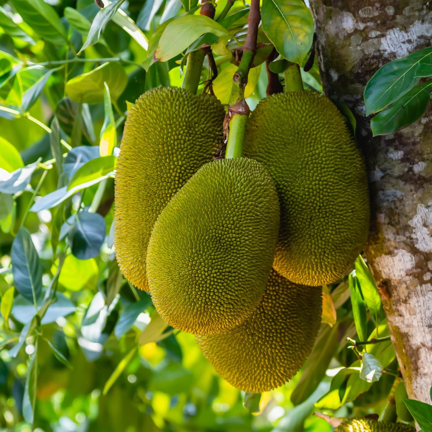 15 Jackfruit Seeds for Planting, Tropical Jackfruit Tree Seeds Indoor Outdoor