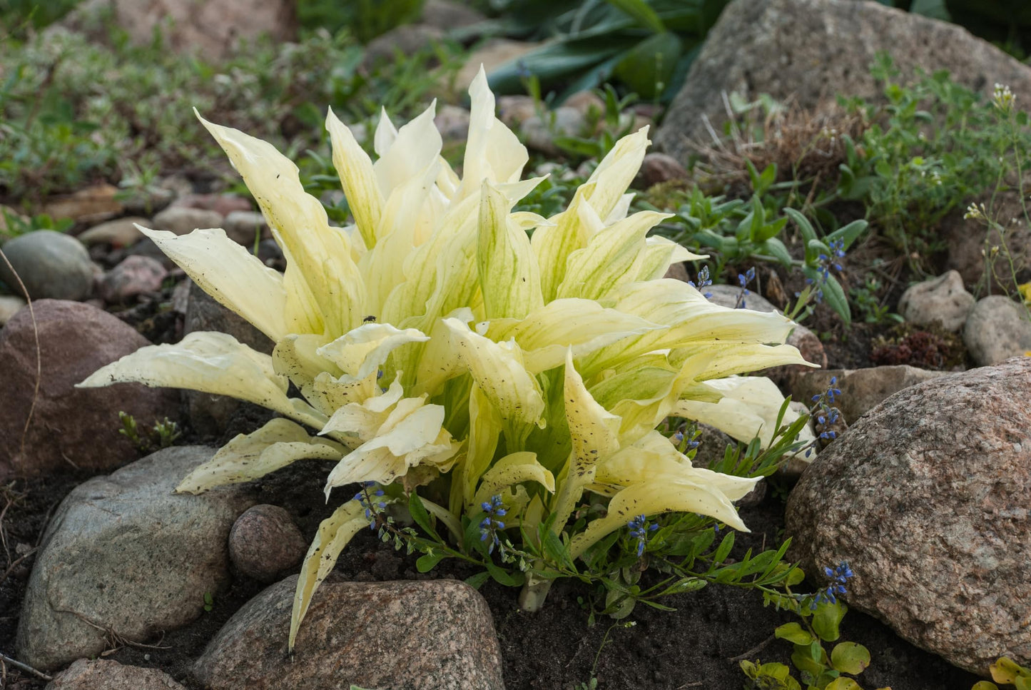 3 White Feather Hosta Roots-Grown/Shipped by Hirts