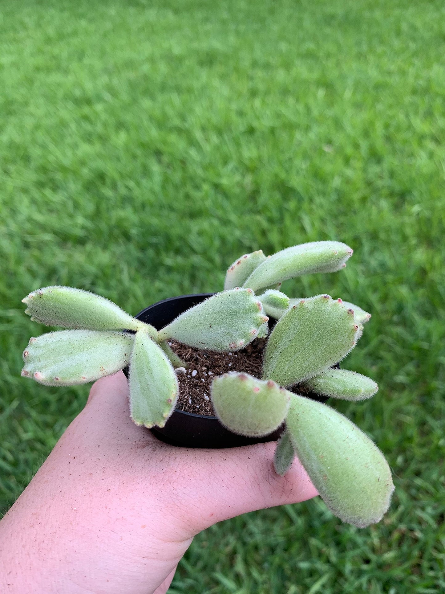 Variegated Bear Paw Succulent Cotyledon Ladismithiensis (2 inch) Rare Healthy Live Succulent