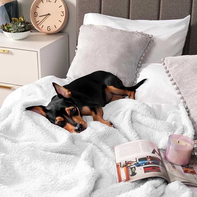PAVILIA Sherpa Throw Blanket for Couch Sofa, White Fluffy Warm Plush Blanket for Twin Bed, Cozy Super Soft Lightweight Throw, Fuzzy Decorative Blanket, All Season Home, 60x80