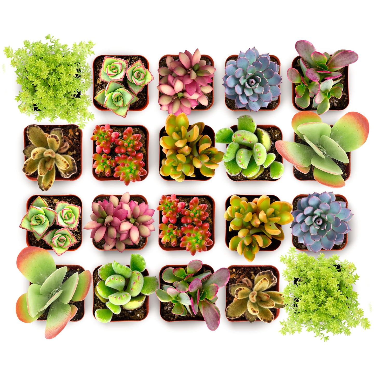 Shop Succulents Endless Summer Succulent Pack Collection - Live Mini Succulent Plants, Low Maintenance, Colors & Textures - Wedding and Party Favors, Gift & Garden, Pack of 32