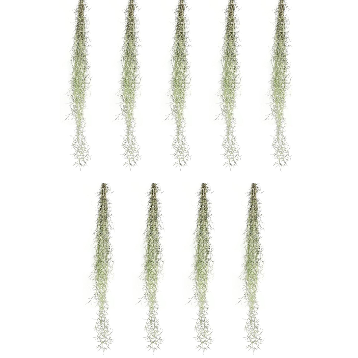 ragnaroc Tillandsia Usneoides ‘Thick-Colombian Spanish Moss’ - ragnaroc Indoor Tropical Plant 16” / 9 oz - Live Arrival Guaranteed - Live Air Plant & House Plants for Home Decor & Gift