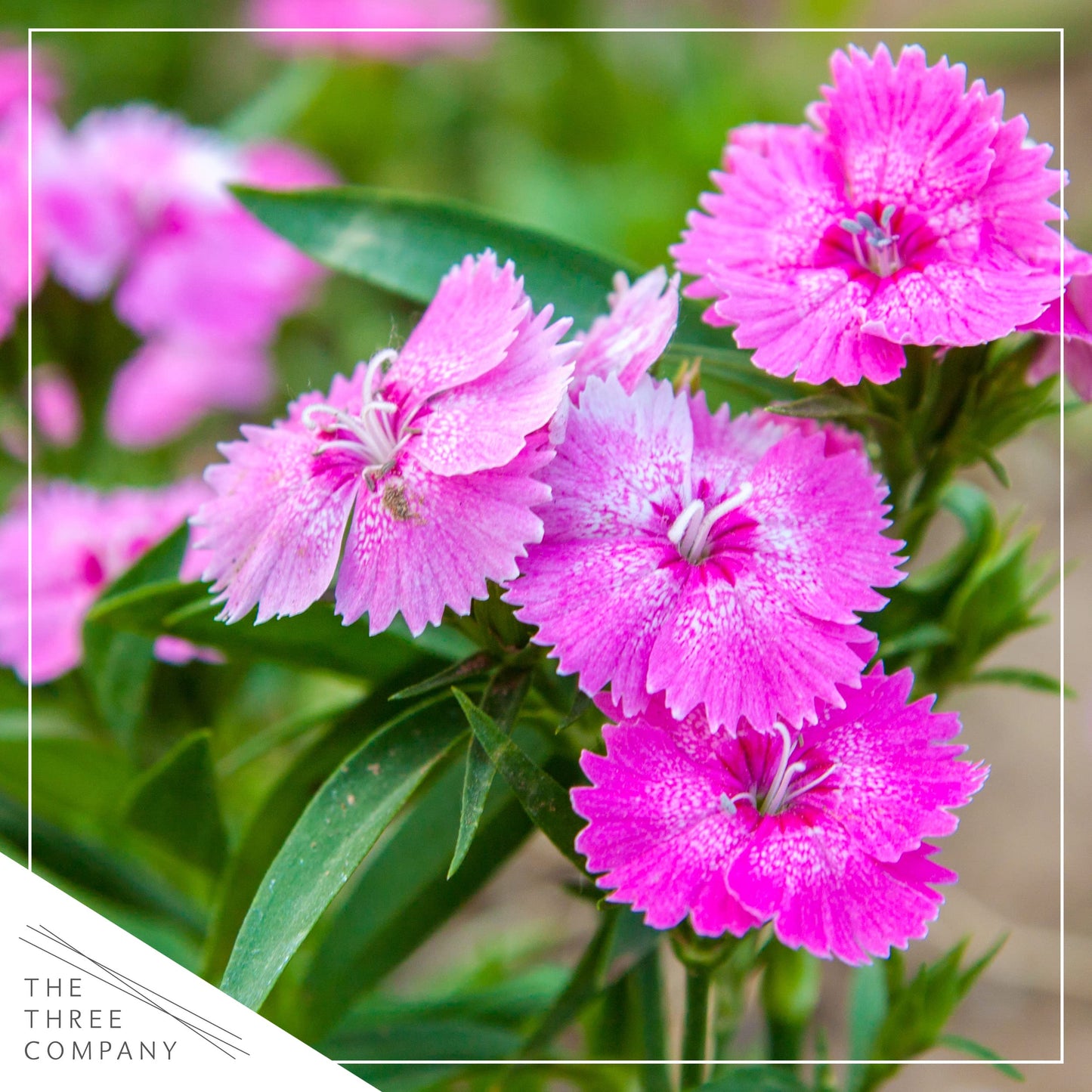 Live Dianthus - Kahori Pink - Fragrant Mounding Perennial - Healthy Spring Plant - 12" Tall by 6" Wide in 2.5 Qt Pot