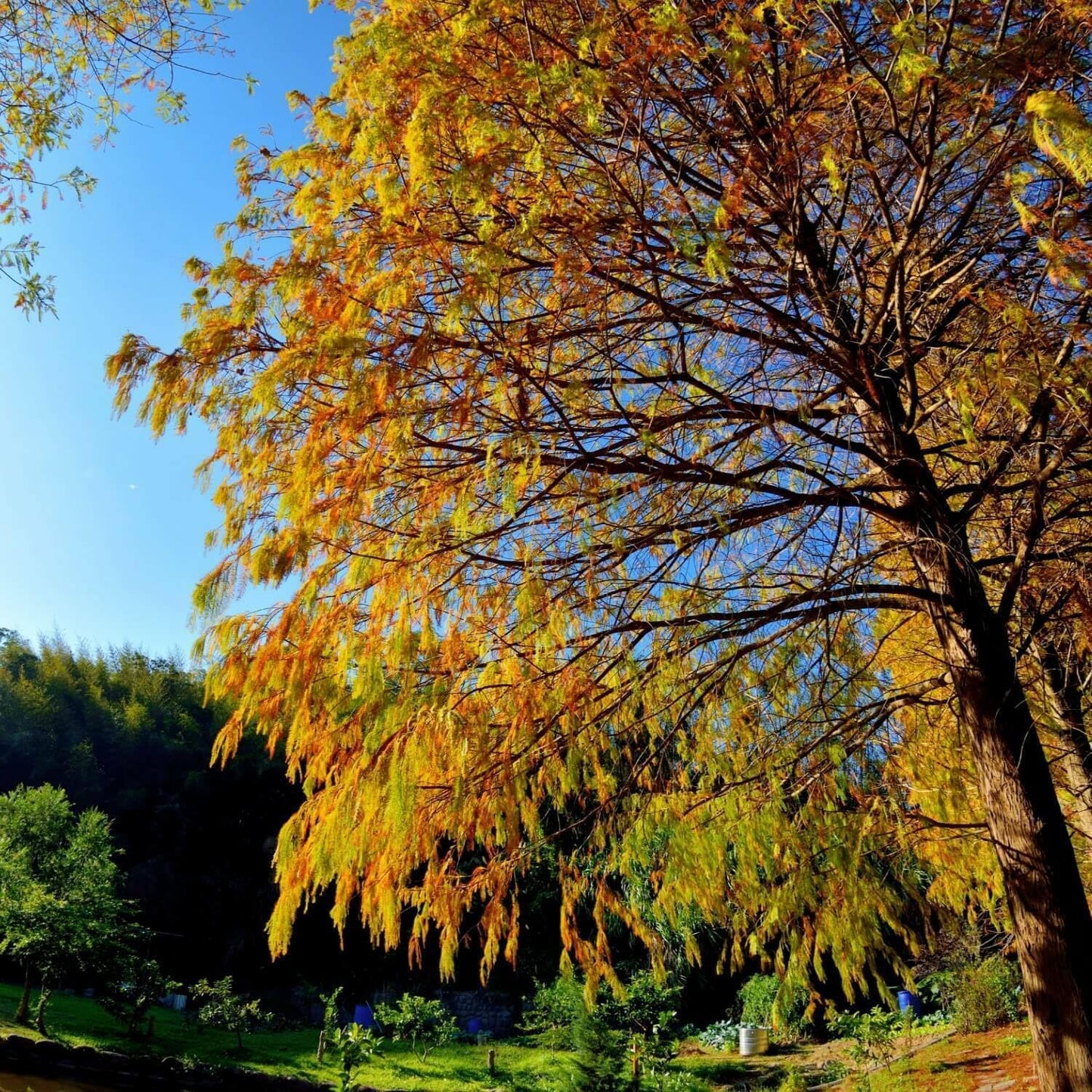 Live Plant - Bald Cypress Tree - 2-3 Foot Tall Live Plant - 24-36" Tall Seedling - Potted