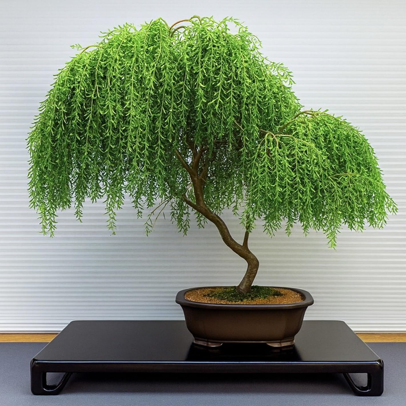 Asian Willow Bonsai Tree Cutting to Grow - Fast Growing, Indoor/Outdoor Bonsai Material