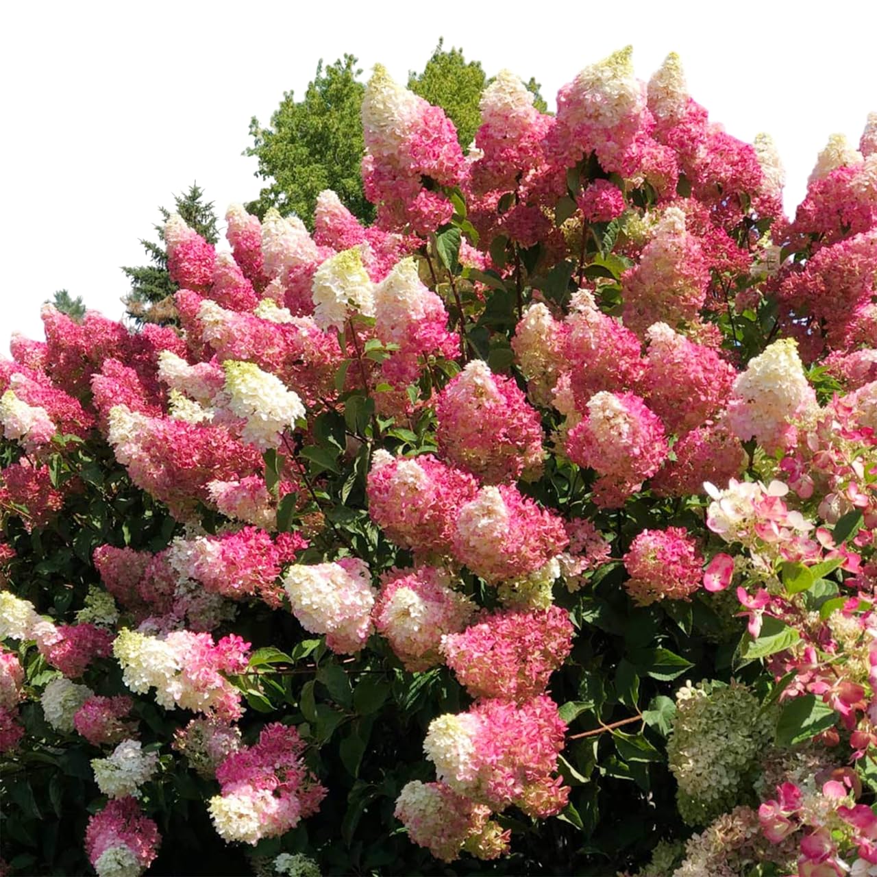Vanilla Strawberry Hydrangea Tree – Live Flowering Shrub, Hardy Hydrangea Bush with Large Pink & White Blooms, Easy to Grow Ornamental Plant for Garden & Landscape (1 Gallon/Potted/Single Plant)