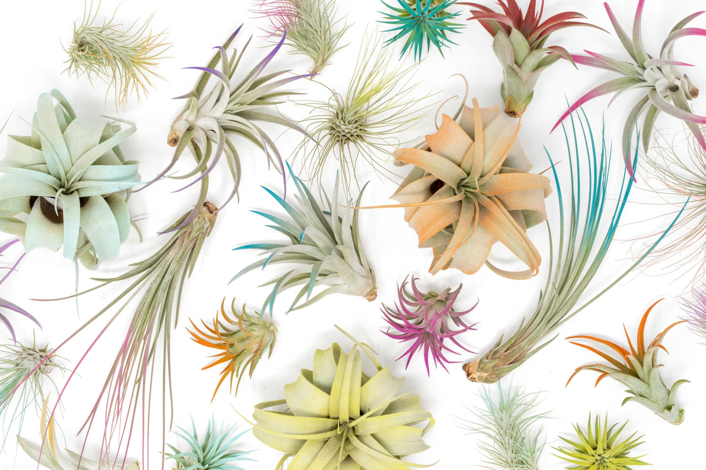 Colorful Mini Tillandsia Xerographica Air Plants in Custom Vibrant Tones - (Citrus, Pack of 3)