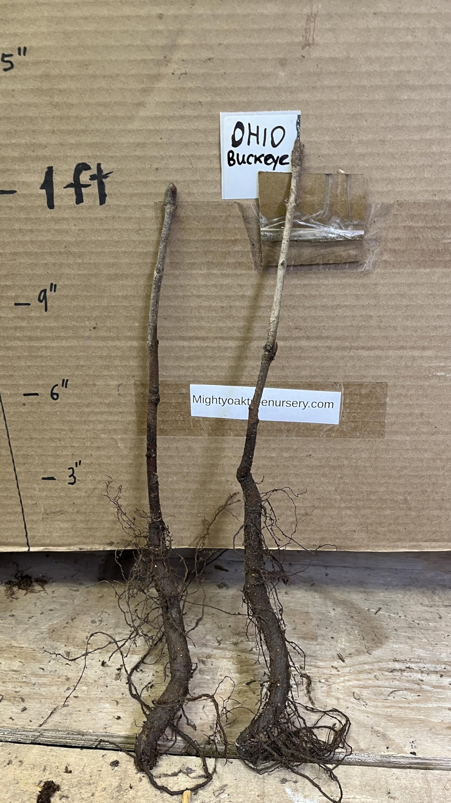 6-12” Tall Ohio Buckeye (Aesculus glabra) 1-2 Year Old Tree, Bare Root Plant