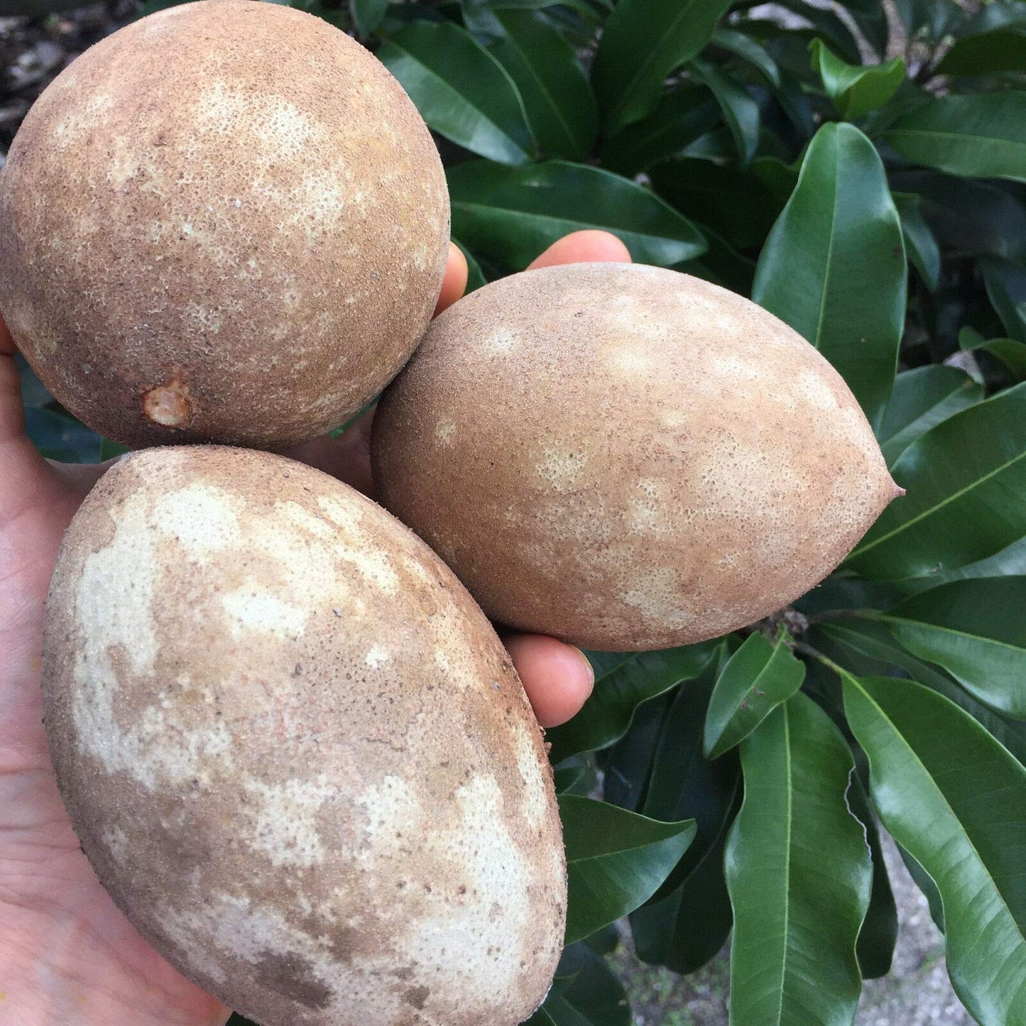 US Warehouse, Live Plant (Not Seed or Bulb), Sapodilla Manilkara Zapota Chiku Excalibur Tropical Tree Starter Plant Seedling
