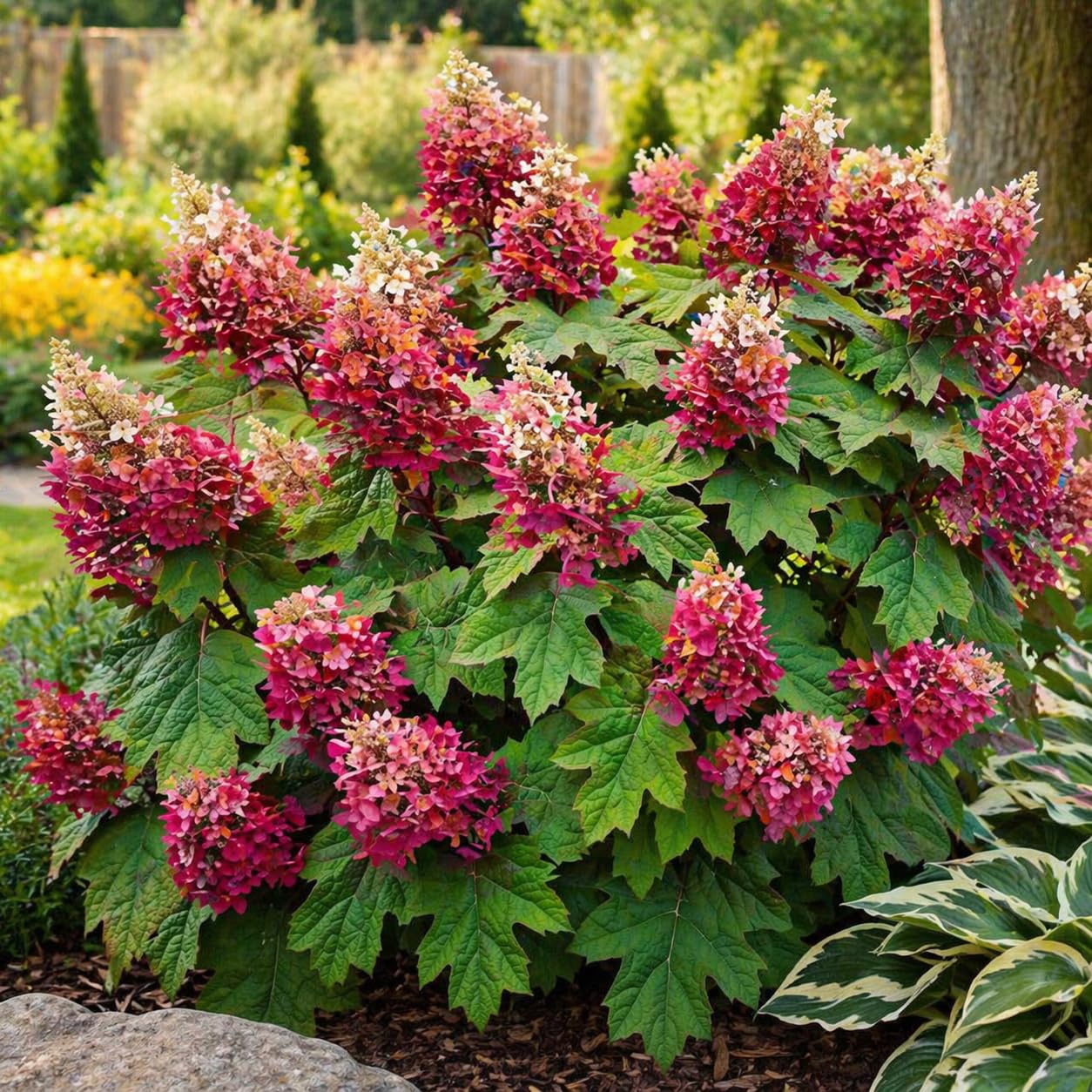 Ruby Slipper Oak Leaf Hydrangea Live Plant Shrub, 6-10" Tall in a Quart Pot, Easy Care Hydrangea Bushes Ready to Plant, White to Pink Changing Blooms for Garden Décor & Outdoor Spaces