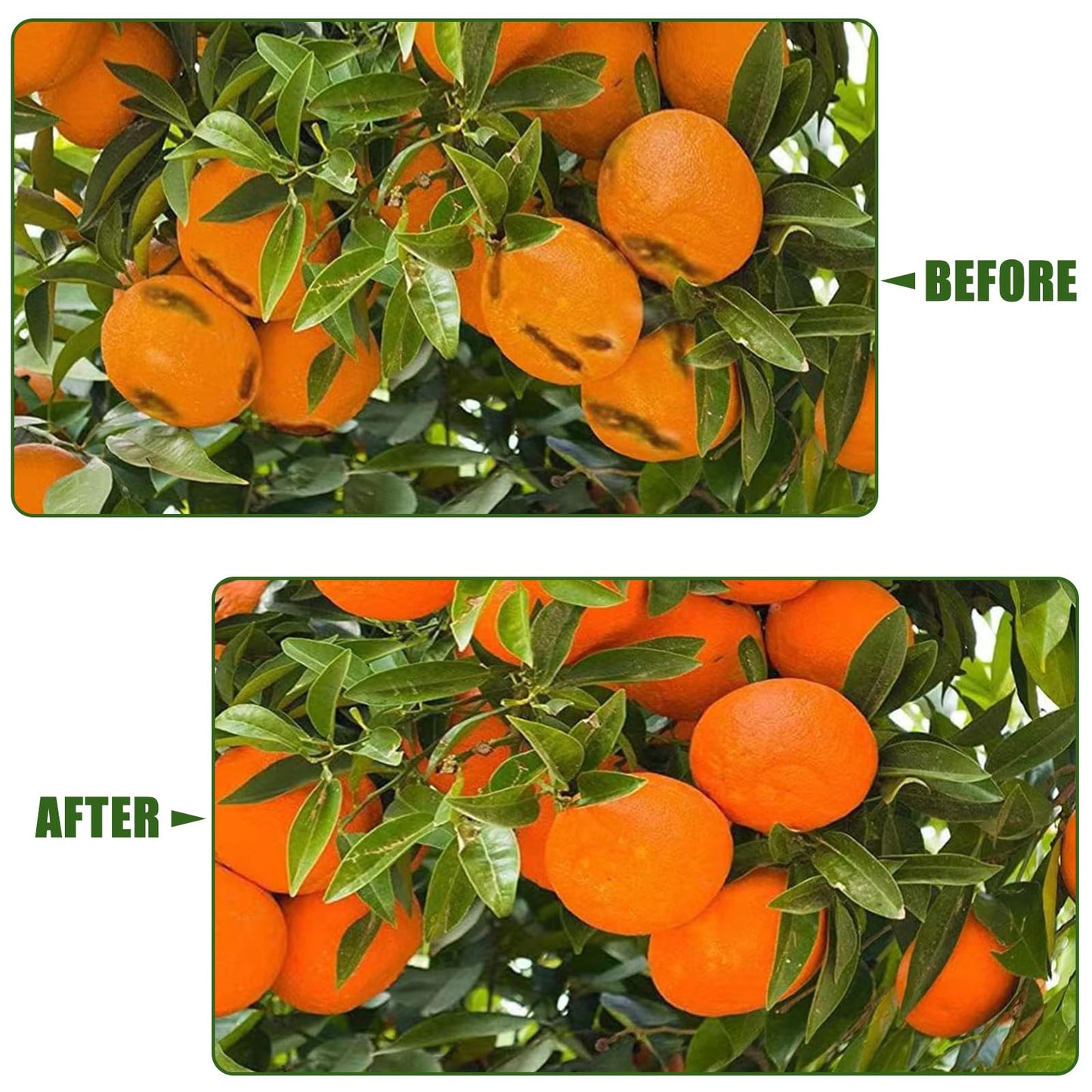 12'x12' Large Fruit Tree Netting with Zipper - Protects Fruit from Squirrels, Birds & Pests, Heavy-Duty Tree Covers for Fruit Trees (White)