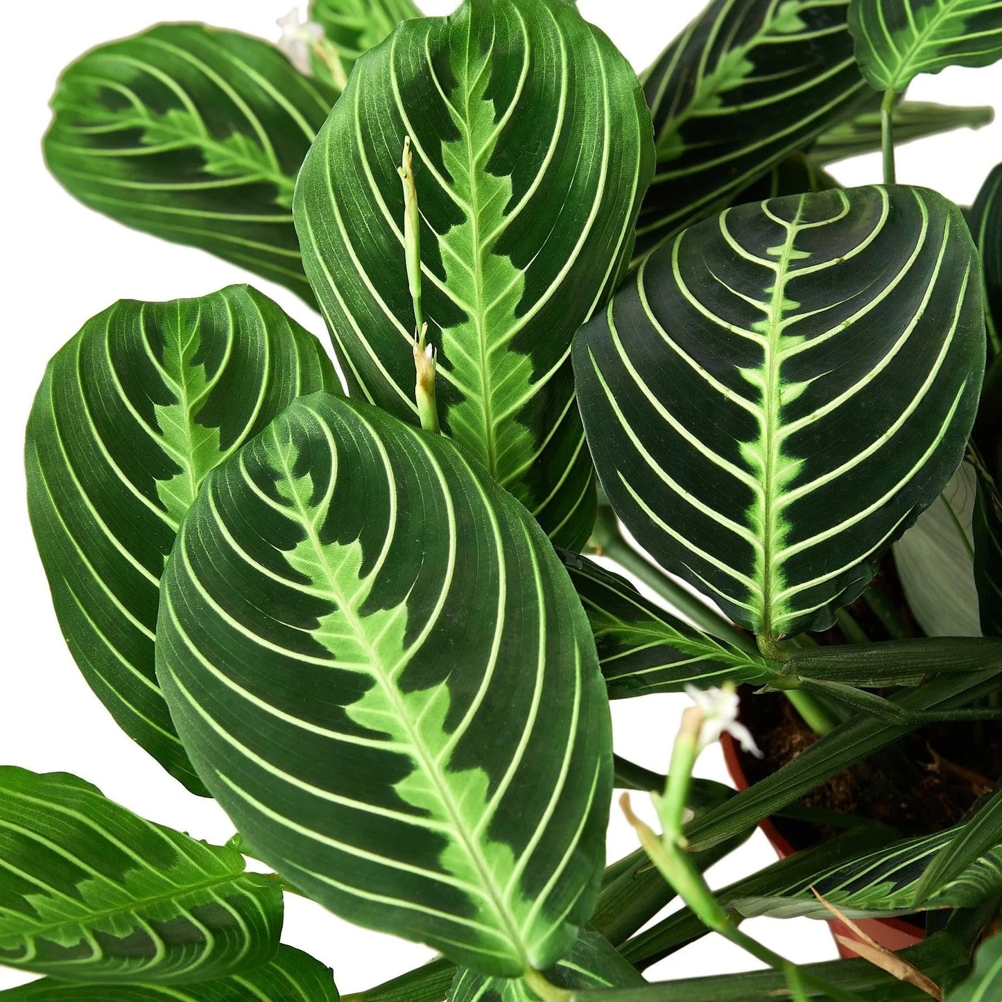 Maranta 'Lemon Lime' | Live Plant for Indoor & Outdoor | for Living Room, Office, Bathroom | (4" Pot)