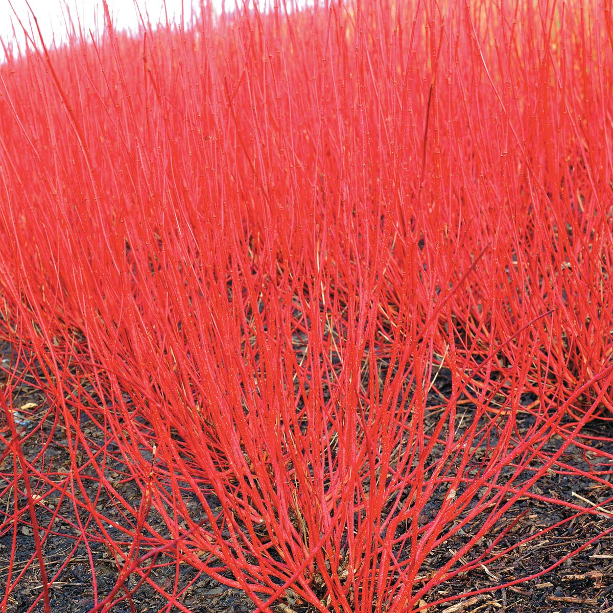 Direct Gardening Cardinal Red Twig Dogwood Starter Hedge Kit Dormant Bare Root White Flowering Starter Shrubs 2 Pk, Can't Ship to FL
