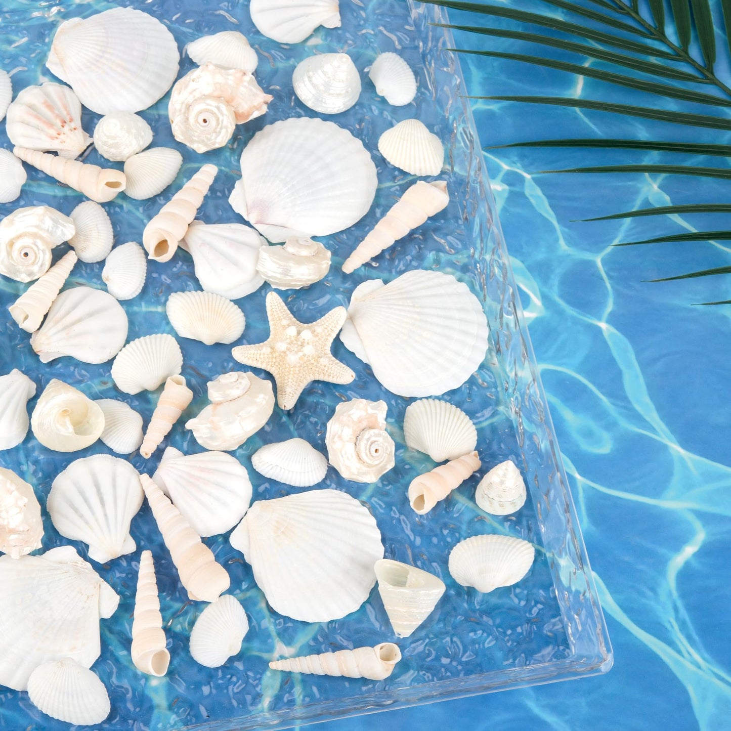 WeDoSoy Silver White Sea Shell Mixed Ocean Shells Set, 1.2"-2.6" Various Sizes Natural Seashell & Starfish for Beach Themed Decor, DIY Crafts, Vase Fillers, Fish Tank, Home, Wedding & Party Decoration