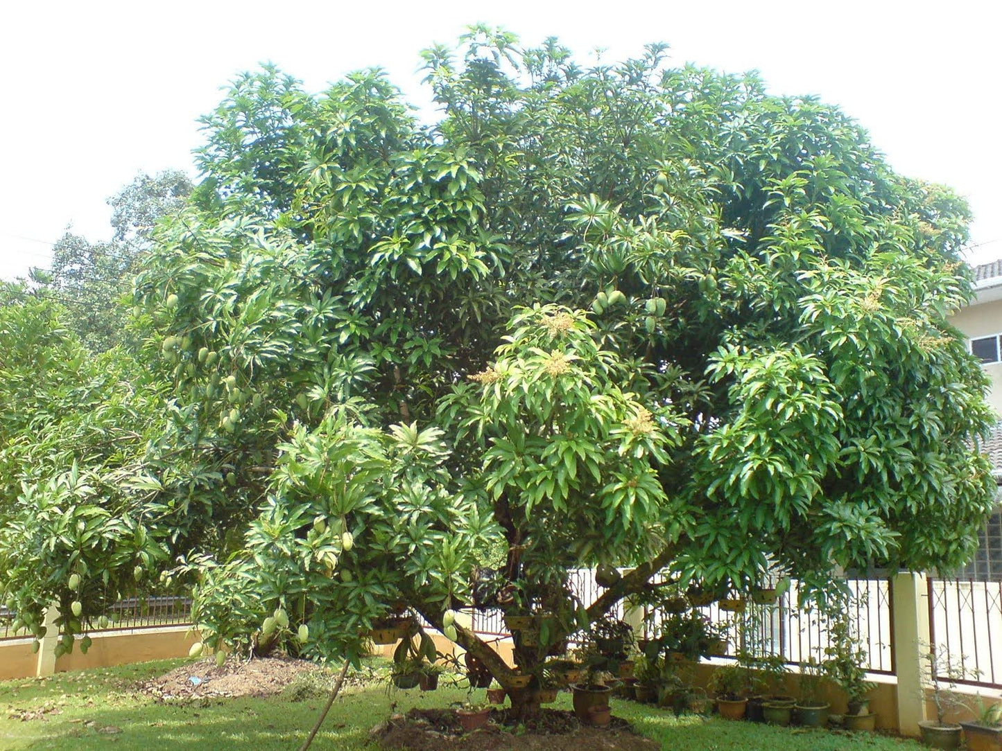Mango Tree - Live Fruit Tree in a 3 Gallon Pot - Mangifera Indica 'Jahangar' - Tropical Edible Fruit Bearing Tree