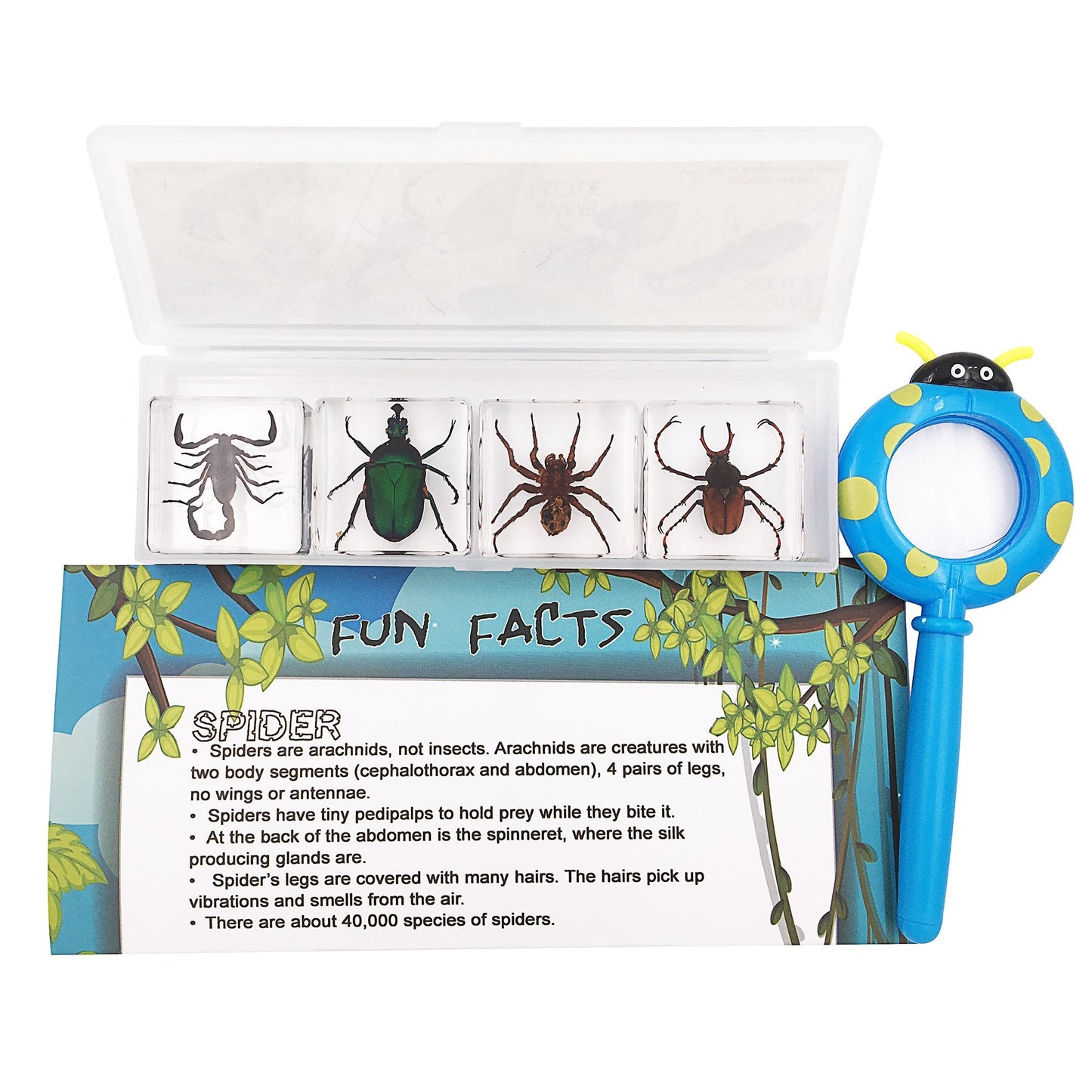 4 Real Bugs Insect Arachnid Resin Specimen STEM Set Magnifier Fun Fact Sheet Poster