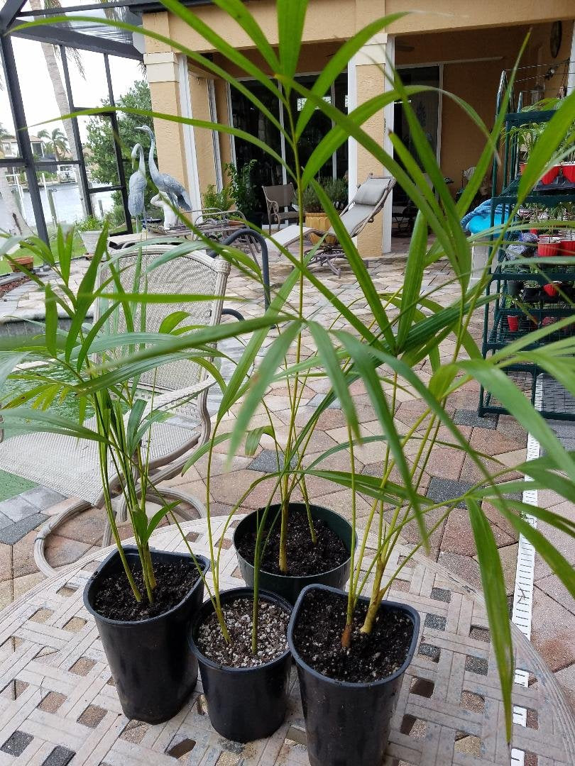 Areca Palm Plant Dypsis lutescens Easy to Grow!! [PF015]