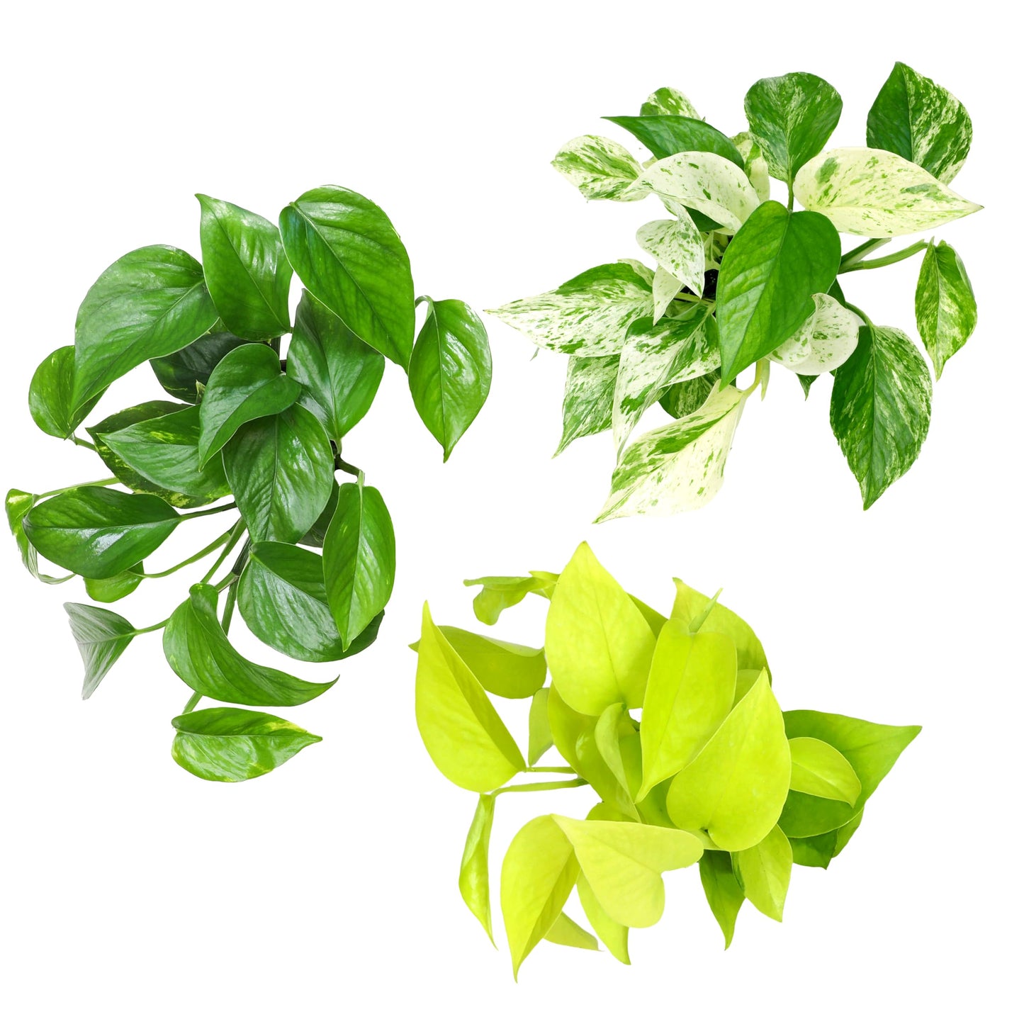 Live Pothos Plants (3PK) Indoor Plants Live Houseplants Mix Pack, Pothos Live Plant Box, Epipremnum Aureum, House Plants Indoors Live Plants, Real Plant Decor, Devils Ivy Vine by Plants for Pets
