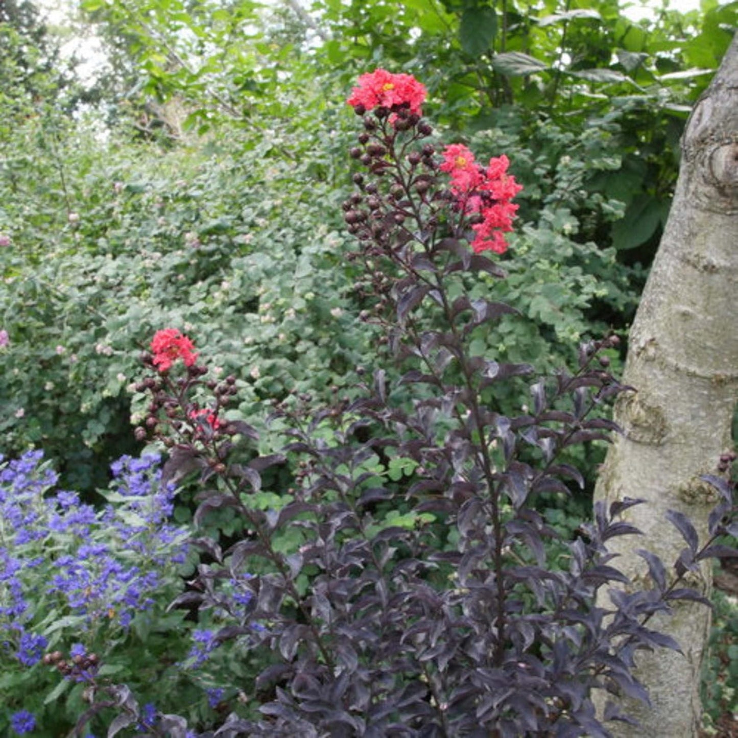 Proven Winners Center Stage Red Crapemyrtle (Lagerstroemia Indica) Live Plant, 4.5" Qt, 4 Pack